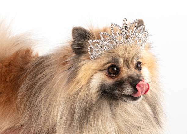 istock Brown Pomeranian Sheepdog with a princess crownon 1267631645