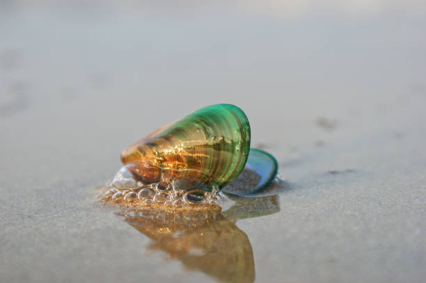 grüne muschel in den goldenen strahlen der sonne. grüne muschelschale liegt auf dem nassen sand des strandes und spiegelt sich im wasser - cockle nature outdoors horizontal stock-fotos und bilder