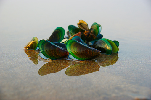 Green mussel in the golden rays of the sun. green mussel shell lies on the wet sand of the beach and is reflected in the water