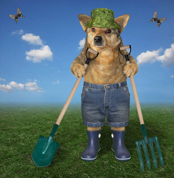 istock Dog with shovel and pitchfork 2 1267634191