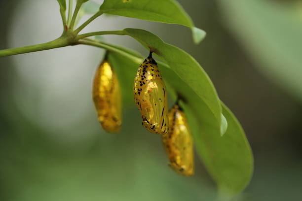 Golden butterfly pupae dangling under leaves