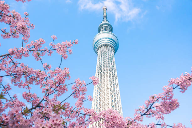 Tokyo Sky Tree and cherry blossom during spring at Japan.