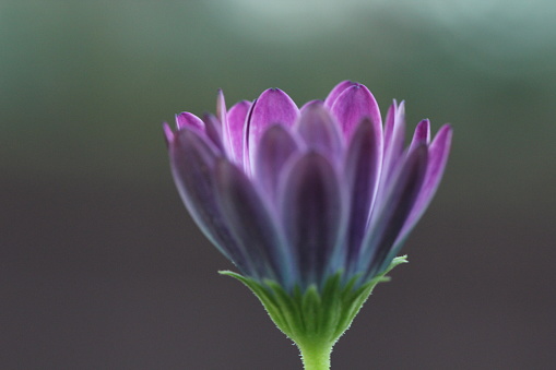 Purple petals with blurred background