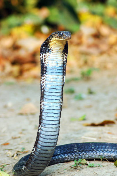istock King Cobra or Snake eater closeup 1267638350