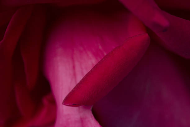 istock Red Rose Petal Macro. Flower background 1267639317