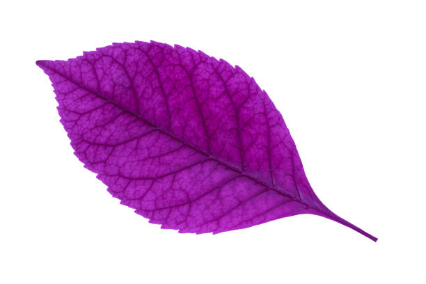 purple leaf isolated on a white background close up view from above