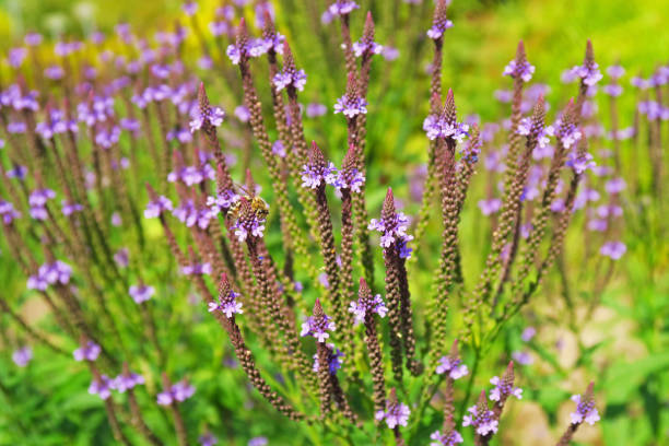 Verbena hastata flowers with bee - 'Lanzen-Eisenkraut'