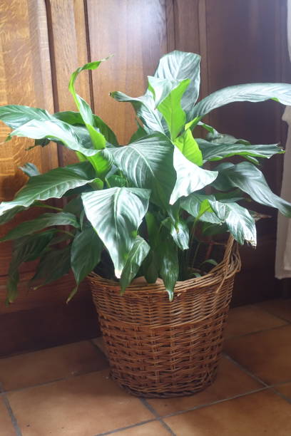 istock Indoor green plant in a pot 1267645194