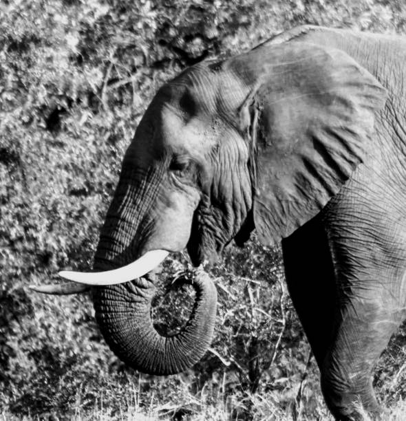 istock Grazing Elephant in Monochrome 1267645900