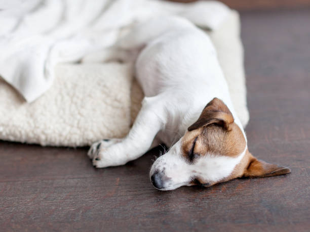 istock Sleeping puppy on dog bed 1267646119