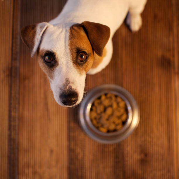 istock Pet eating food 1267646125