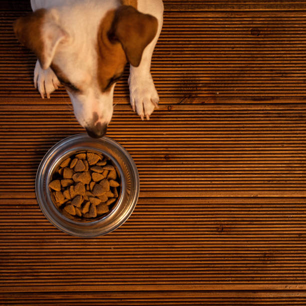 istock Pet eating food 1267646127