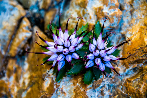 close up of Physoplexis Comosa rampions in the Dolomites of Cortina D'ampezzo in Belluno, Veneto, Italy