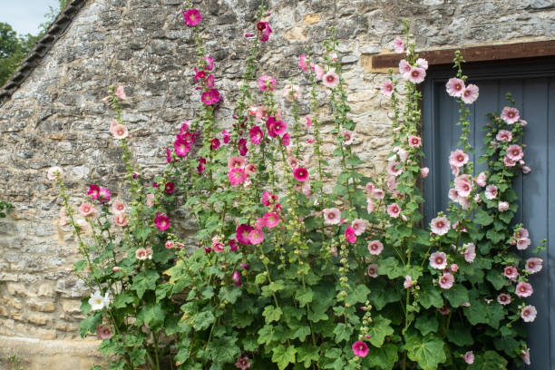 Hollyhocks at front of traditional stone Wall