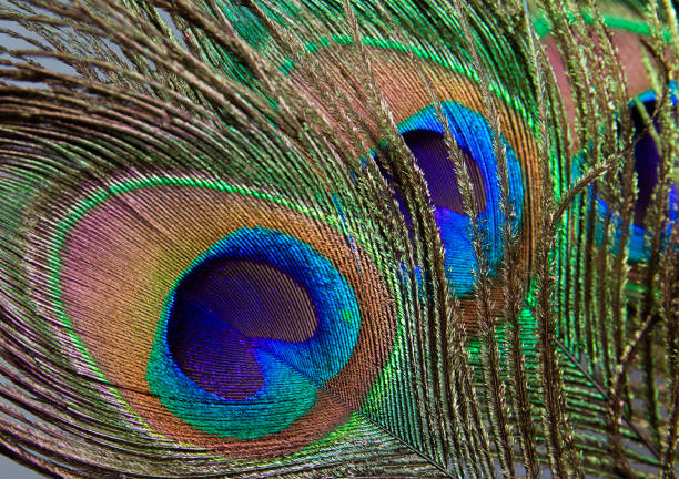 istock Beautiful colorful peacock feather. feather background. 1267648785