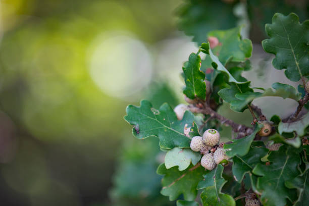 Close-up of Acorns on Oak Tree.