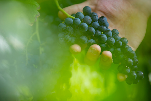 Side View Close-up of a Man Holding Red Grape Bunch.