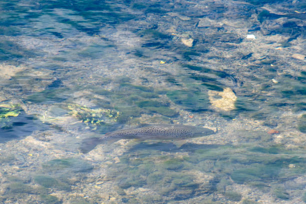 brown trout swimming in stream - brown trout imagens e fotografias de stock