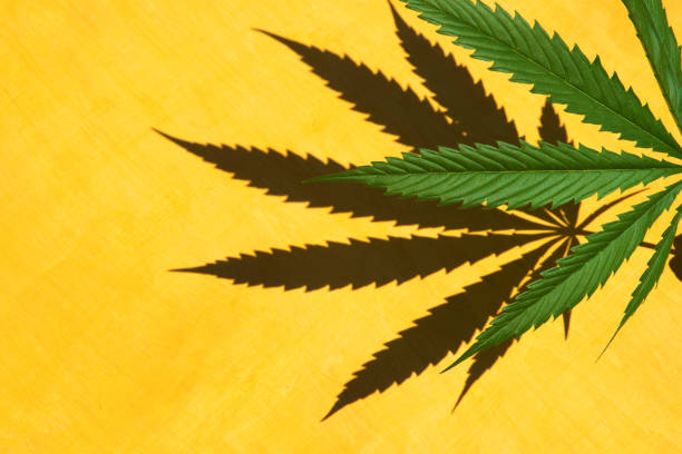 istock Cannabis marijuana green leaf with shadow on on yellow wooden background.Copy space. 1267648910