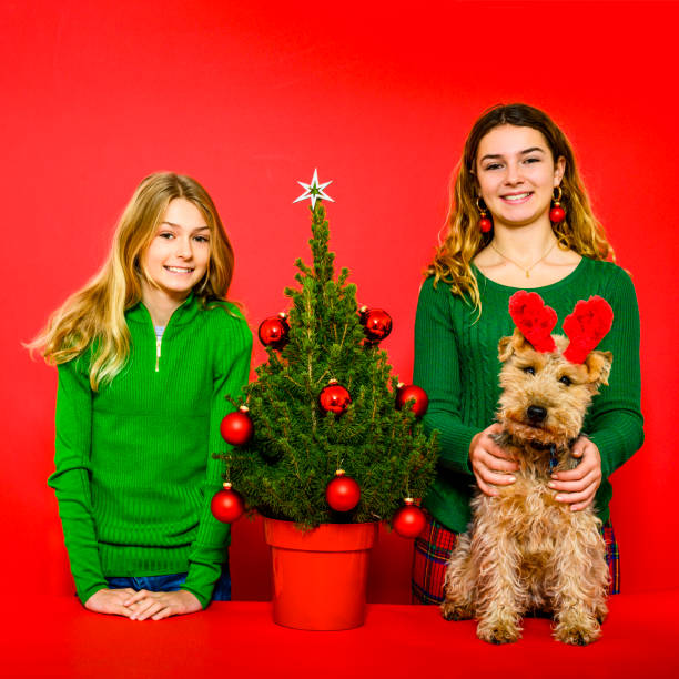 retrato de hermanas jóvenes y perro con árbol de navidad en vivo - welsh culture fotos fotografías e imágenes de stock