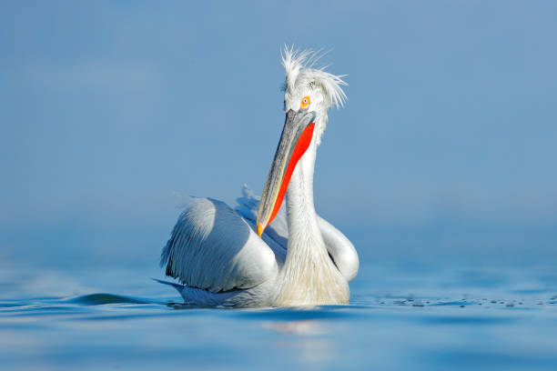 oiseau dans l’eau. pélican dalmate, pelecanus crispus, atterrissage dans le lac kerkini, grèce. pélican avec des ailes ouvertes. scène de la faune de la nature européenne. - pelican beak open bird photos et images de collection