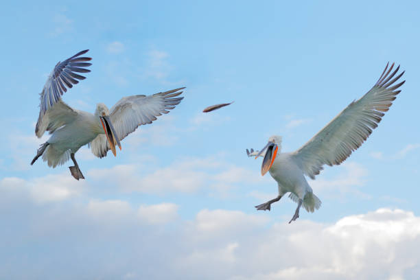 oiseau dans l’eau. pélican dalmate, pelecanus crispus, atterrissage dans le lac kerkini, grèce. pélican avec des ailes ouvertes. scène de la faune de la nature européenne. - pelican beak open bird photos et images de collection
