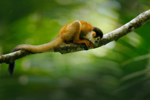 istock Monkey, long tail in tropic forest. Squirrel monkey, Saimiri oerstedii, sitting on the tree trunk with green leaves, Corcovado NP, Costa Rica. Monkey in the tropic forest vegetation. Wildlife nature. 1267652066