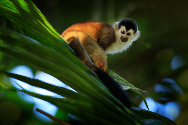 istock Monkey, long tail in tropic forest. Squirrel monkey, Saimiri oerstedii, sitting on the tree trunk with green leaves, Corcovado NP, Costa Rica. Monkey in the tropic forest vegetation. Wildlife nature. 1267652068
