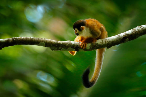istock Monkey, long tail in tropic forest. Squirrel monkey, Saimiri oerstedii, sitting on the tree trunk with green leaves, Corcovado NP, Costa Rica. Monkey in the tropic forest vegetation. Wildlife nature. 1267652069