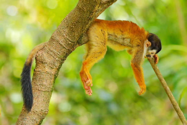 istock Monkey, long tail in tropic forest. Squirrel monkey, Saimiri oerstedii, sitting on the tree trunk with green leaves, Corcovado NP, Costa Rica. Monkey in the tropic forest vegetation. Wildlife nature. 1267652087