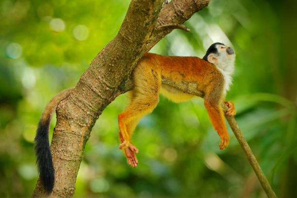 istock Monkey, long tail in tropic forest. Squirrel monkey, Saimiri oerstedii, sitting on the tree trunk with green leaves, Corcovado NP, Costa Rica. Monkey in the tropic forest vegetation. Wildlife nature. 1267652088
