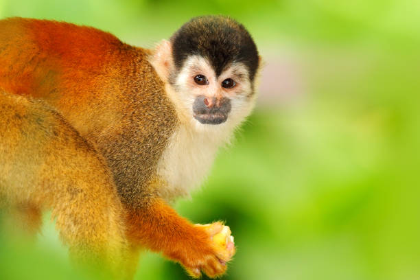 istock Monkey, long tail in tropic forest. Squirrel monkey, Saimiri oerstedii, sitting on the tree trunk with green leaves, Corcovado NP, Costa Rica. Monkey in the tropic forest vegetation. Wildlife nature. 1267652093