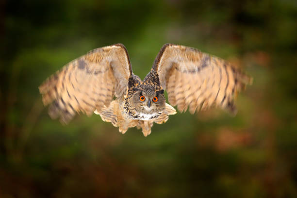 istock Eagle Owl, Bubo bubo, with open wings in flight, forest habitat in background, orange autumn trees. Wildlife scene from nature forest, Germany. Bird in fly, owl behaviour. Forest owl in fly. 1267652190