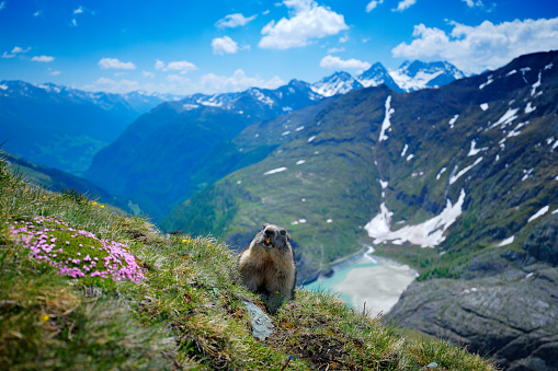 Lindo animal gordo Marmot, sentado en la hierba con hábitat de montaña de roca de la naturaleza, Alp, Italia. Escena de vida silvestre de la naturaleza salvaje. Imagen divertida, detalle de Marmot. photo