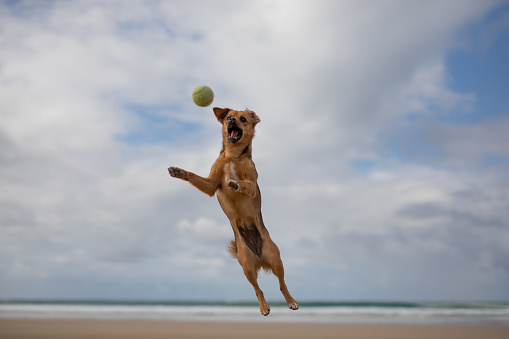A dog jumps into the air to catch a ball. The dog is on a beach near Knysna in South Africa