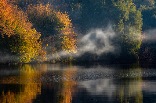 Lake in the forest. Autumn landscape with yellow and red leaves on the trees in the fog with ducks.