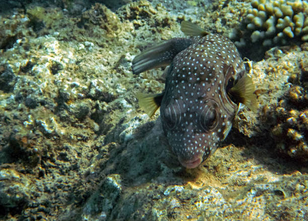 istock Pearl toby fish, scientific name is Canthigaster margartata. 1267656715