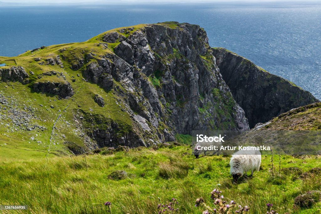 The Black face mountain sheep near Slieve League Cliffs, Ireland The Black face mountain sheep at Slieve League, County Donegal, Ireland County Donegal Stock Photo