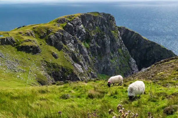 The Black face mountain sheep at Slieve League, County Donegal, Ireland
