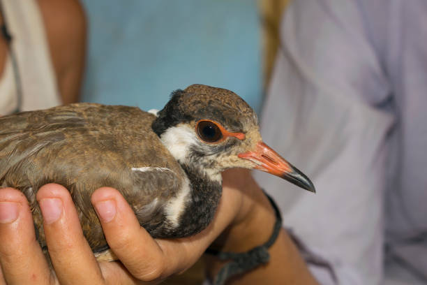 istock Close up of young red wattled lapwing 1267657023