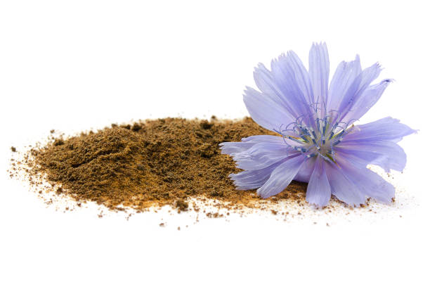 la raíz de achicoria y las flores están aisladas sobre fondo blanco. flores azules de achicoria. raíz de achioria se considera un sustituto del café y es una fuente de inulina. la inulina se utiliza en la industria alimentaria. - inulin fotografías e imágenes de stock