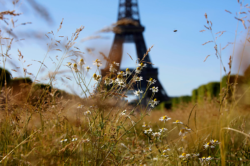 A bee flies a front the Eiffel Tower in Paris on May 28, 2020,  on the eighteen day of a partial lifting of a near two month lockdown imposed in France to stop the spread of the pandemic caused by the new coronavirus (COVID-19). (Photo by Mehdi Taamallah / Gettyimages)