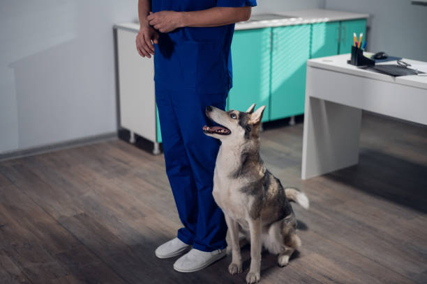 istock A husky dog being trained in a vet office, executing a sit - command 1267657968