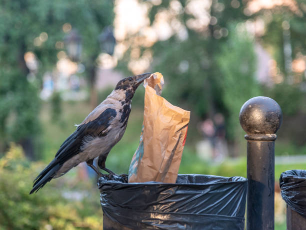 istock Hooded crow (lat. Corvus cornix) is stealing paper packet from trash can in the public park. 1267658042