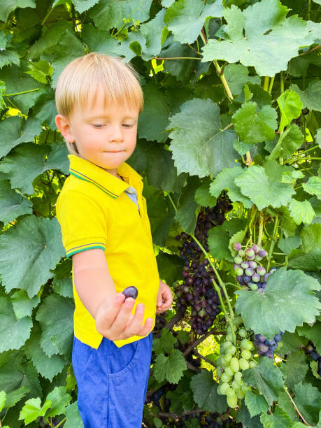 成長するブドウの近くに小さな色白の子供。 - orchard child crop little boys ストックフォトと画像