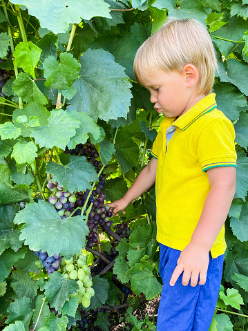 Little fair-skinned child near growing grapes. The concept of proper nutrition, agriculture.
