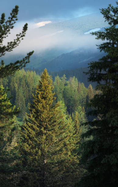 istock Siberian mountain taiga, spruce forest, sunset, Altai 1267658671