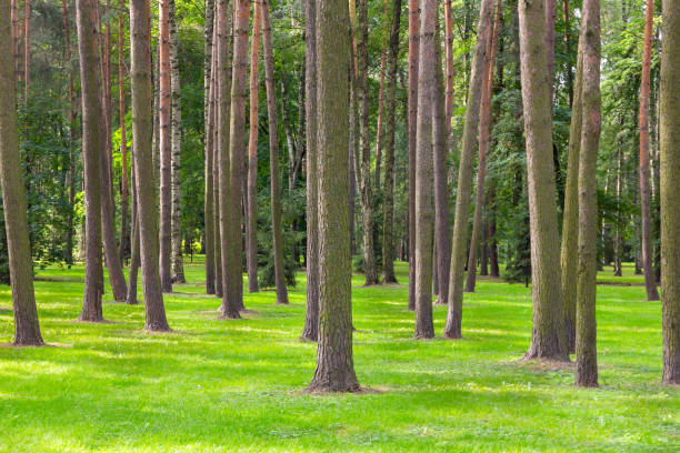 istock Tall trunks of pine trees in the park 1267658816