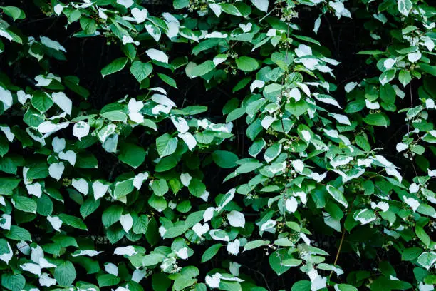 Wall with actinidia kolomikta or variegated-leaf hardy kiwi with green and white leaves