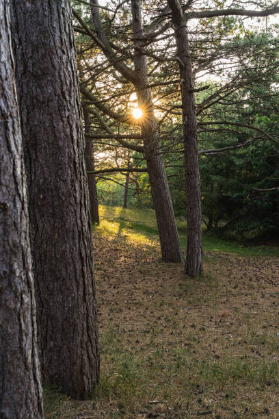 istock The sun with its rays between the trees of a light forest. 1267659692